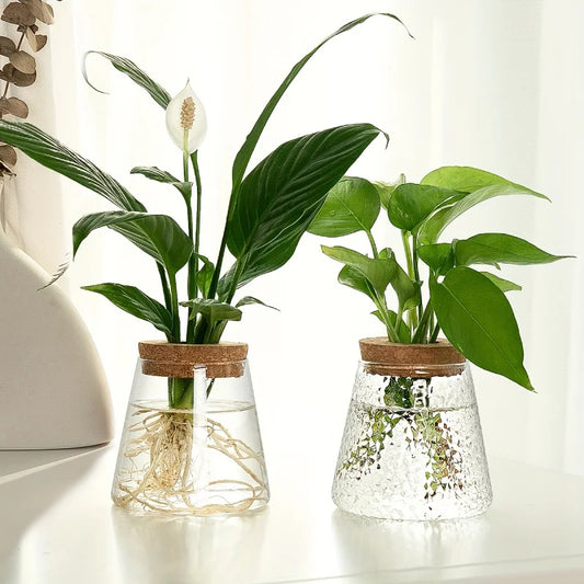 1pc, Glass Planter Tabletop Hydroponic Plant