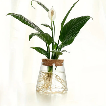 1pc, Glass Planter Tabletop Hydroponic Plant